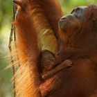 Borneo-Orang-Utan Weibchen mit Jungtier