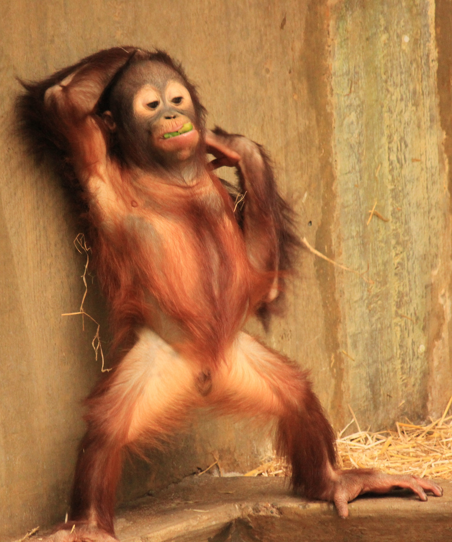 Borneo-Orang-Utan Zoo Krefeld