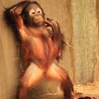 Borneo-Orang-Utan Zoo Krefeld