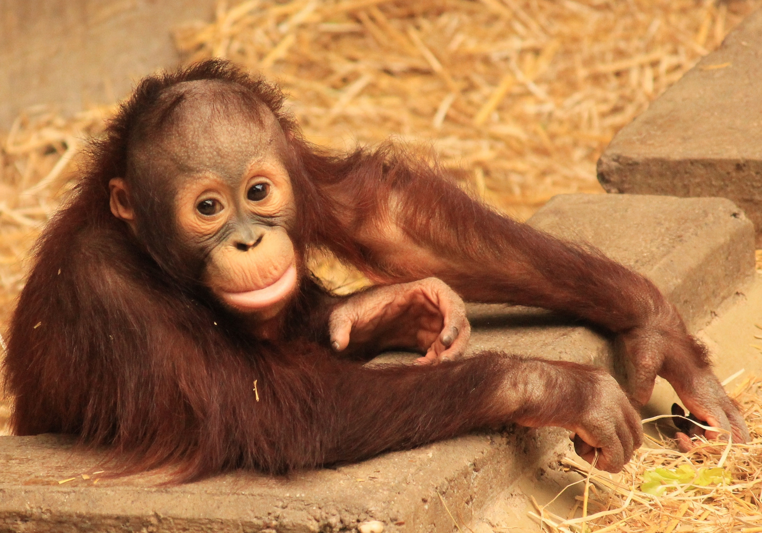 Borneo-Orang-Utan Zoo Krefeld