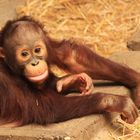 Borneo-Orang-Utan Zoo Krefeld