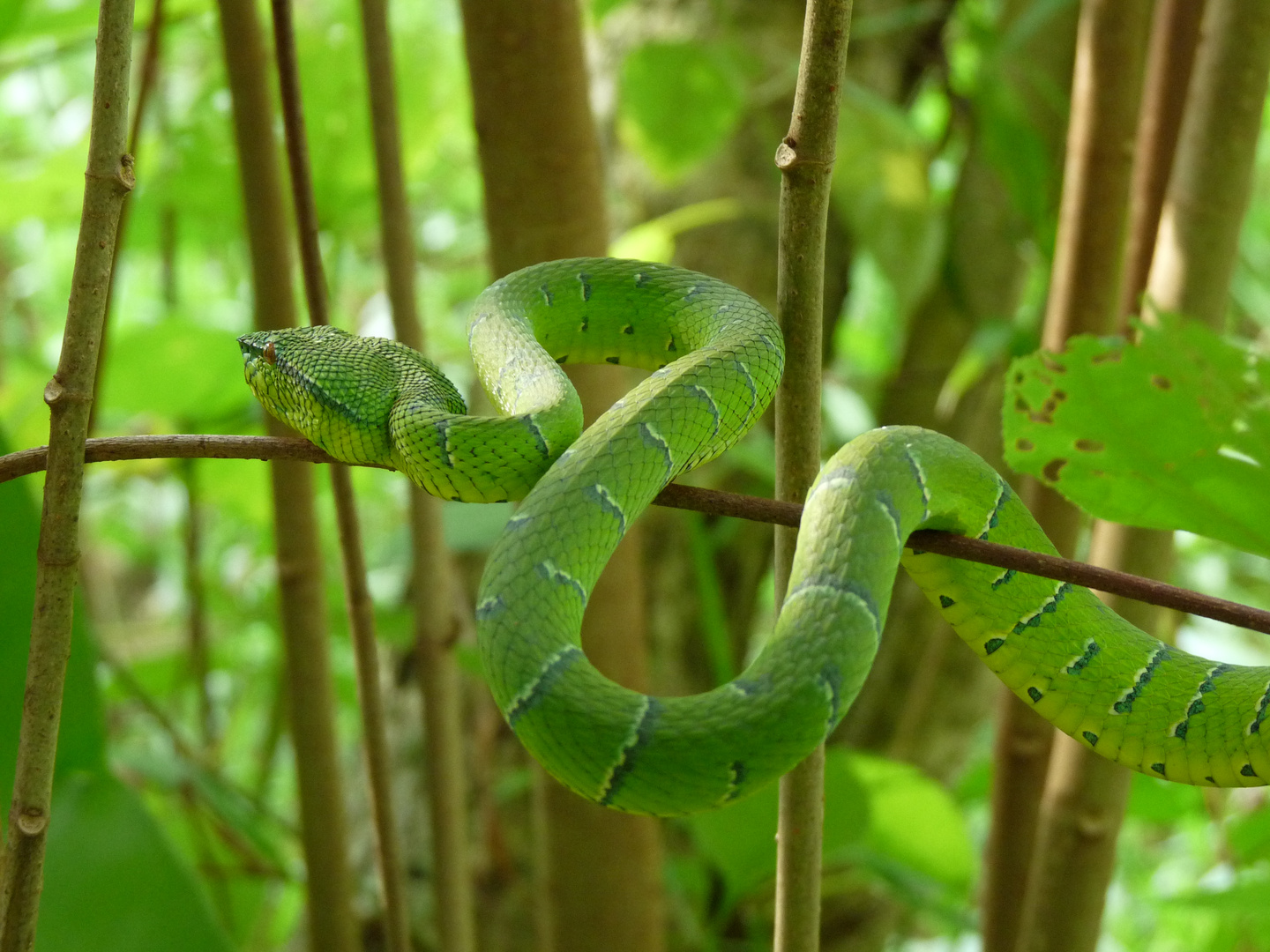 Borneo Pitviper Viper