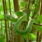 Borneo Pitviper Viper