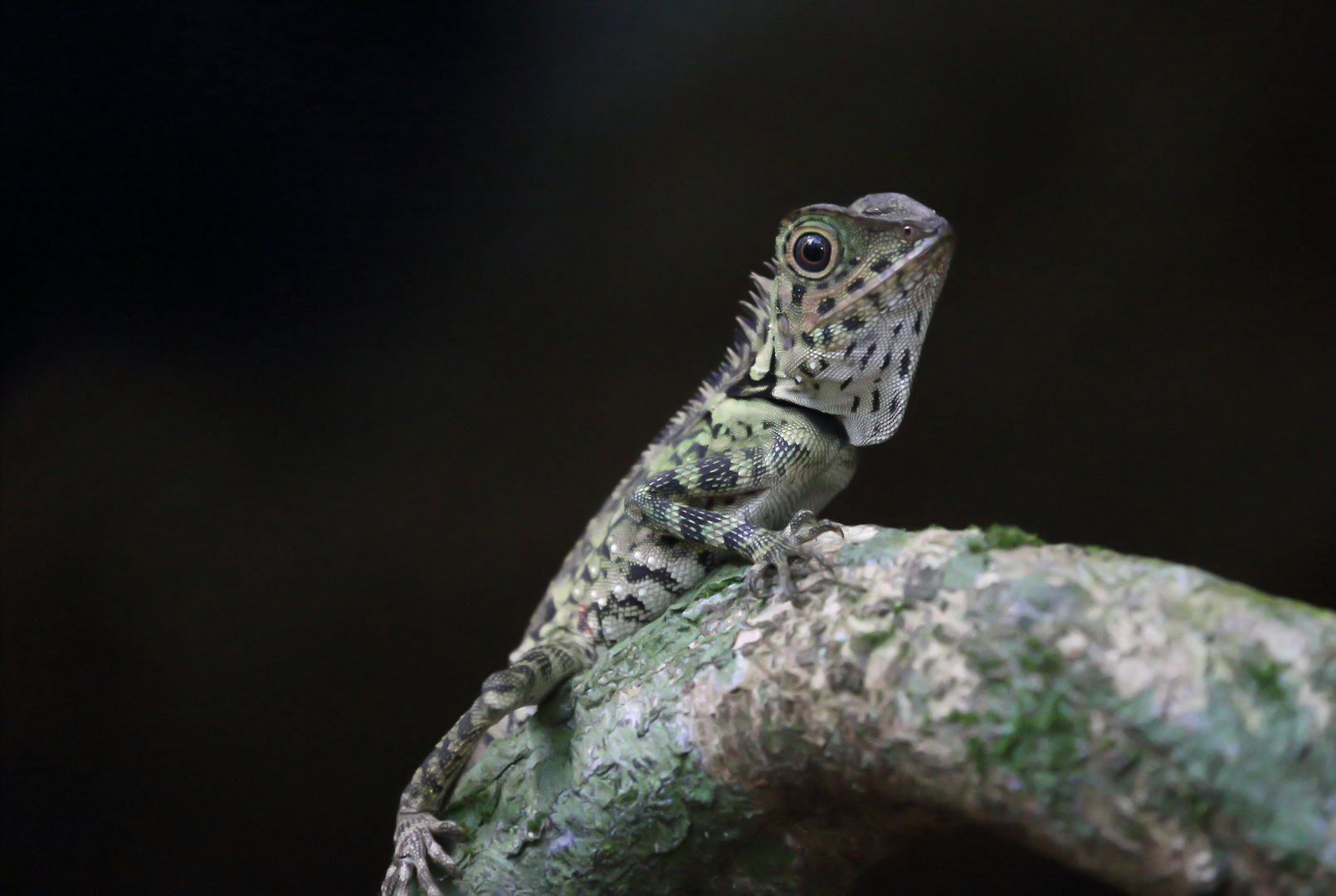 Borneo Rainforest