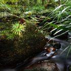 Borneo Rainforest