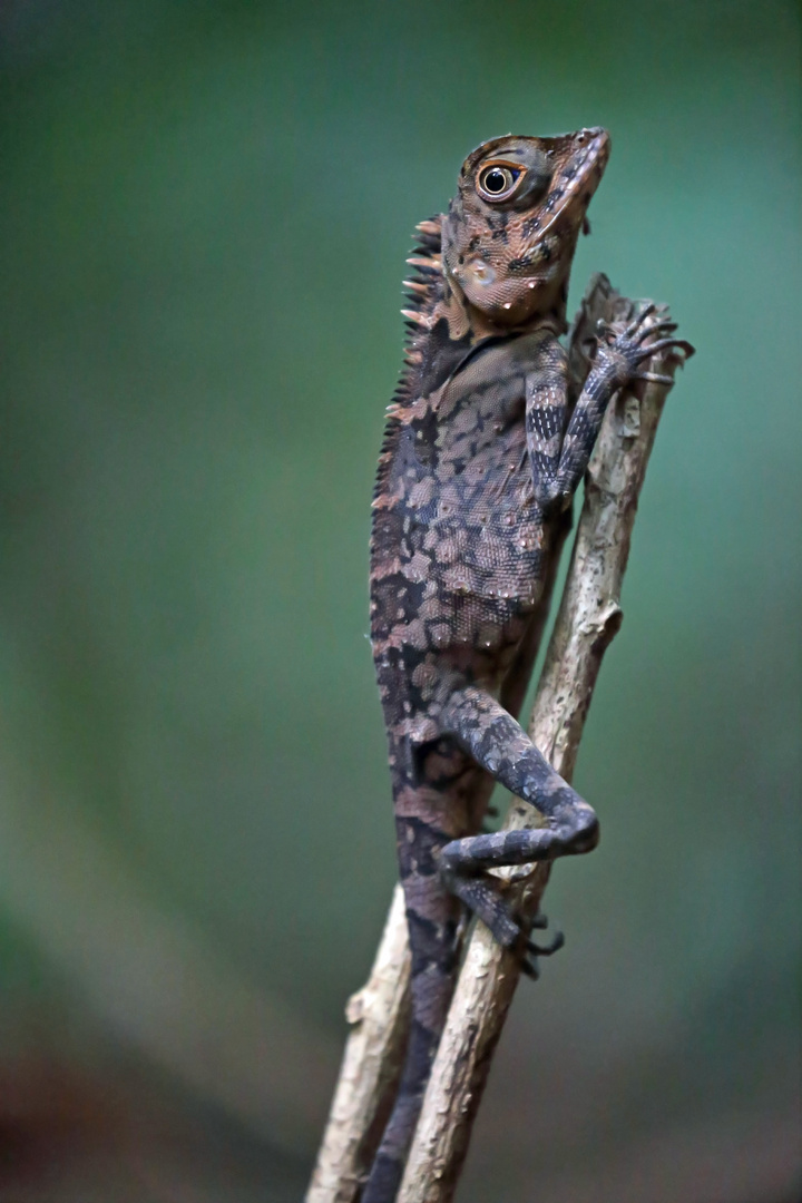 Borneo Rainforest