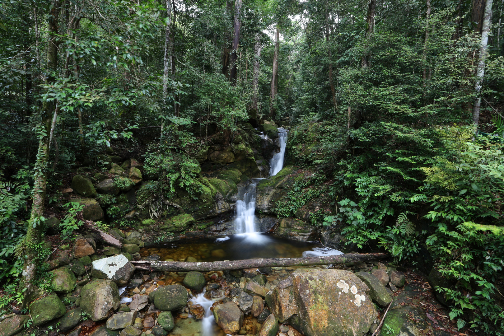 Borneo Rainforest