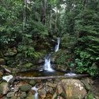 Borneo Rainforest