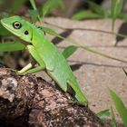 Borneo Schönechse