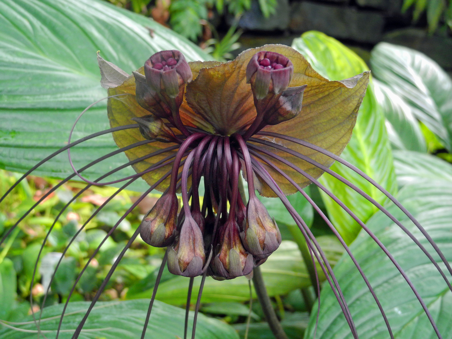 Borneo Teufelsblüte