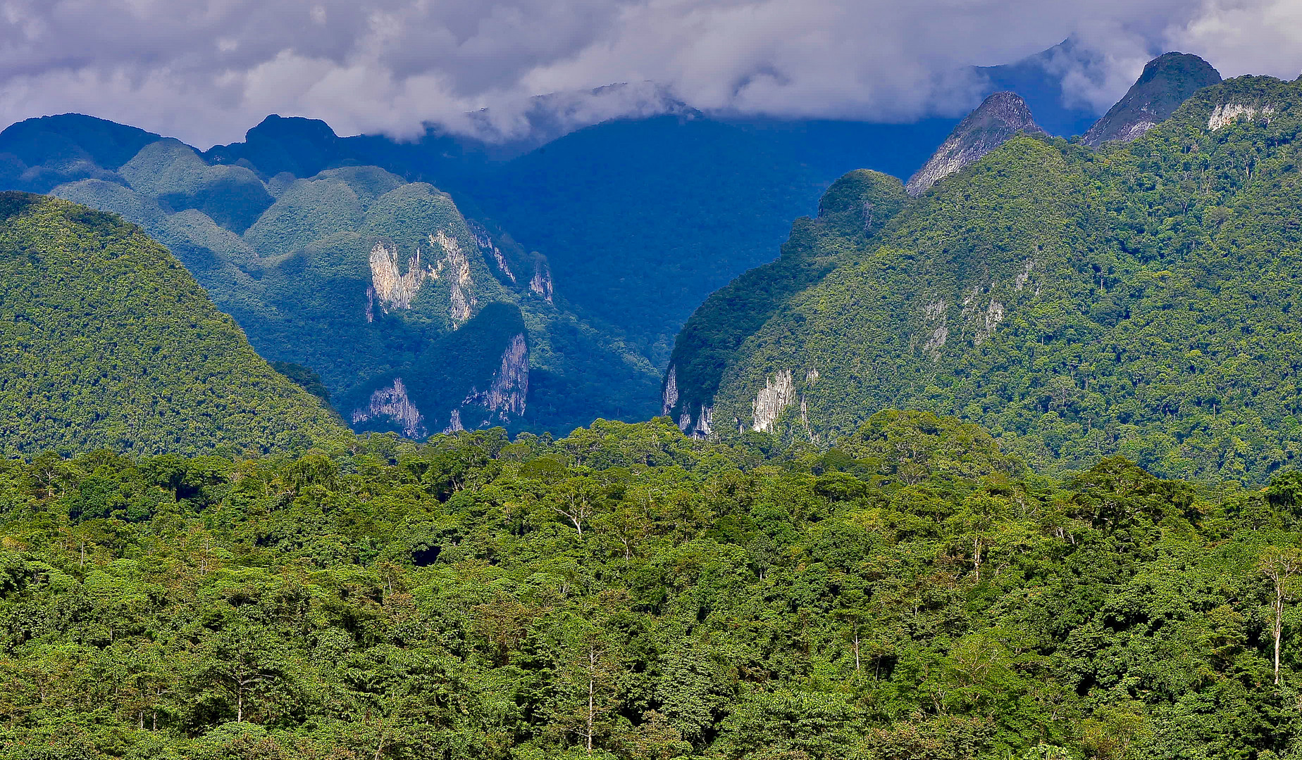 Borneo-Tropischer Regenwald