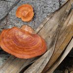 Borneo Wetlands Baumpilze