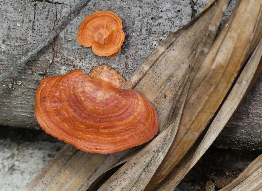 Borneo Wetlands Baumpilze