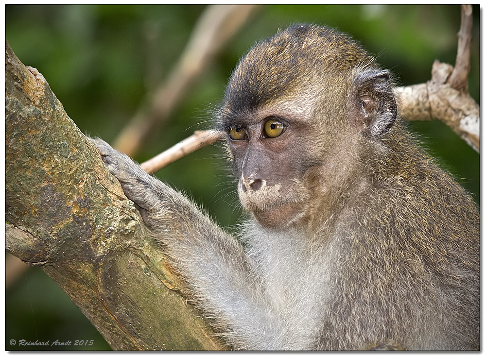 Borneo wildlife #16