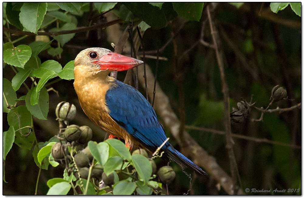 Borneo wildlife #2