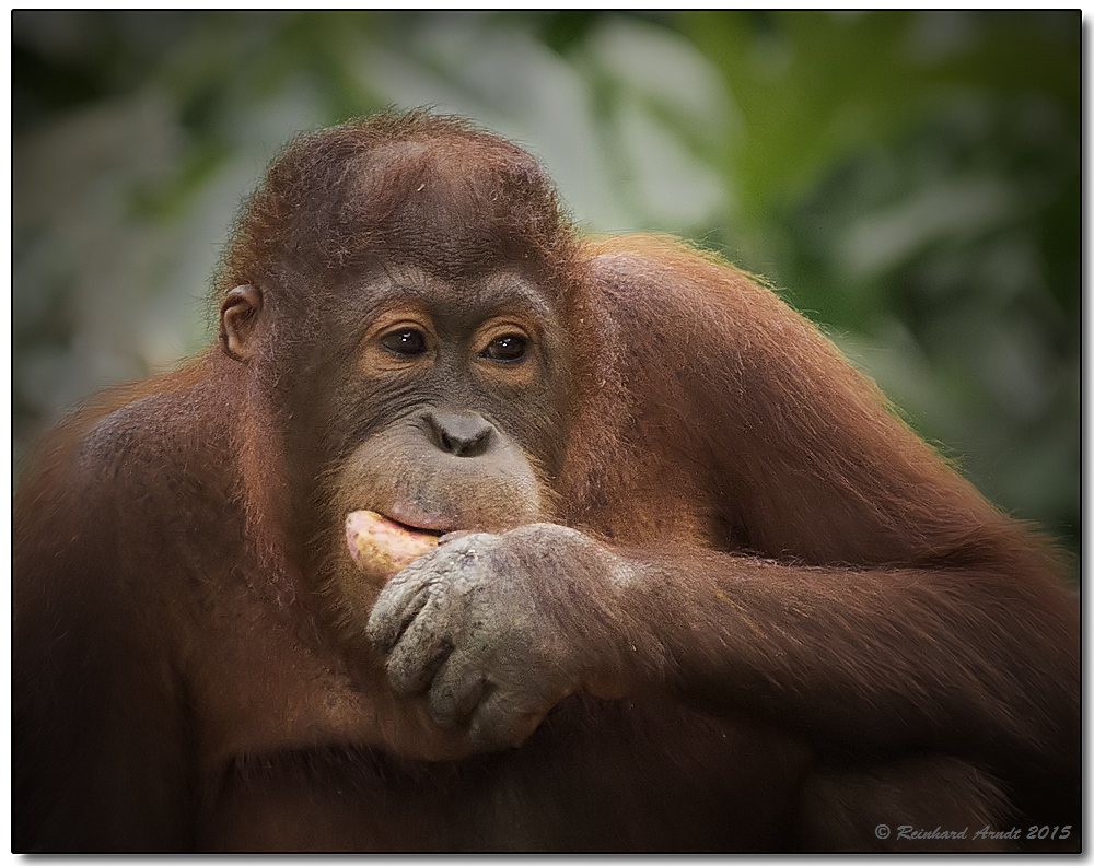 Borneo wildlife #4