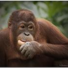 Borneo wildlife #4