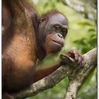 Borneo wildlife #7
