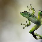 Borneo Winkerfrosch