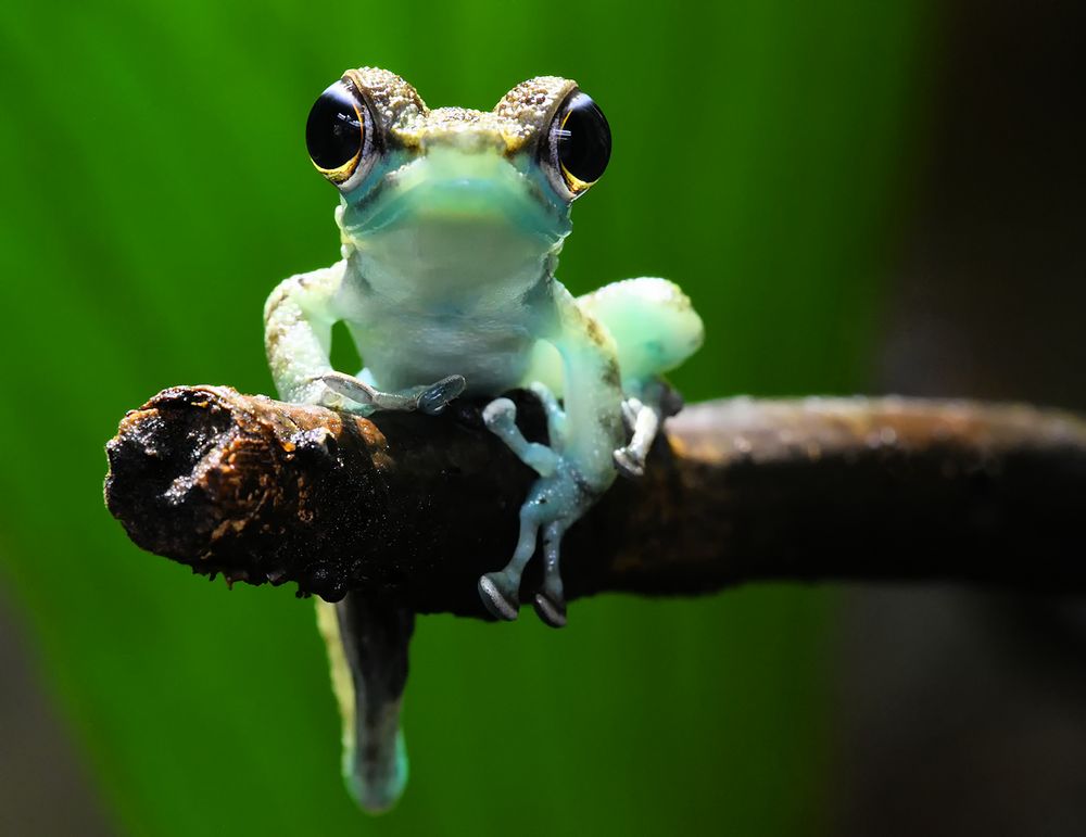 Borneo Winkerfrosch