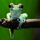 Borneo Winkerfrosch