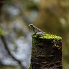 Borneo Winkerfrosch (Staurois)