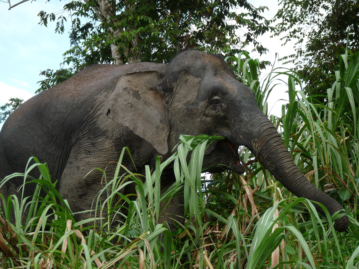 Borneo-Zwergelefant ( Elephas maximus borneensis )