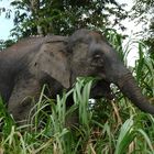 Borneo-Zwergelefant ( Elephas maximus borneensis )