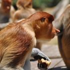 Borneo's letzte Nasenaffen