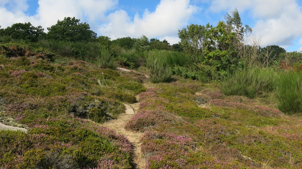 Bornholm-Heide