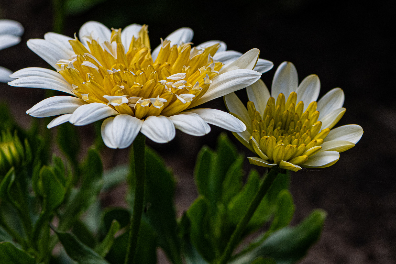 Bornholm Margarite