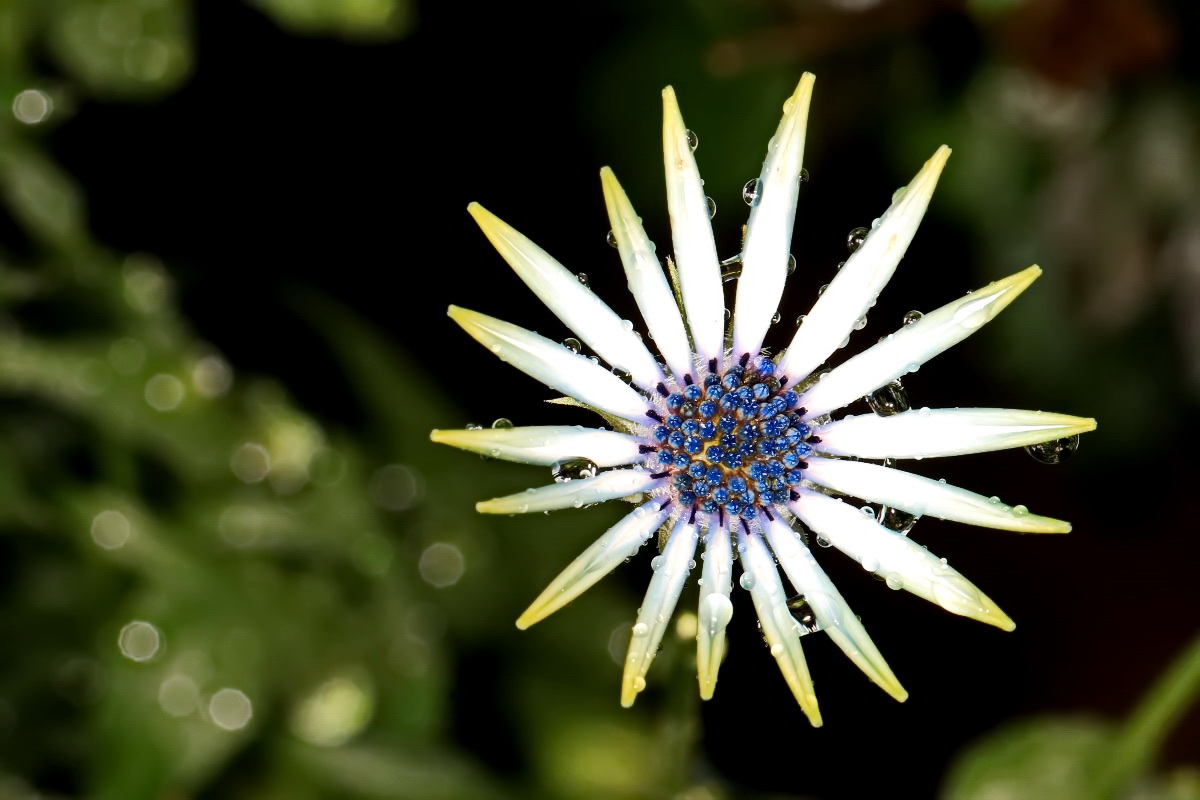 BornholmMargerite Foto & Bild fotos, weiß, natur Bilder auf