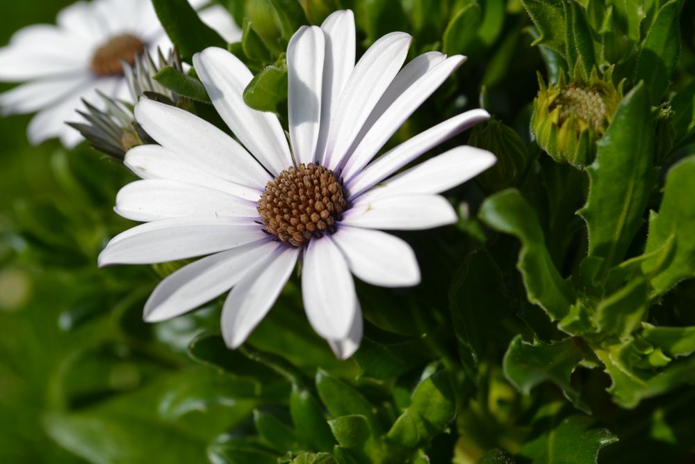 Bornholm Margerite (-: - Bild & Foto von Elex3 aus FLOWER ...