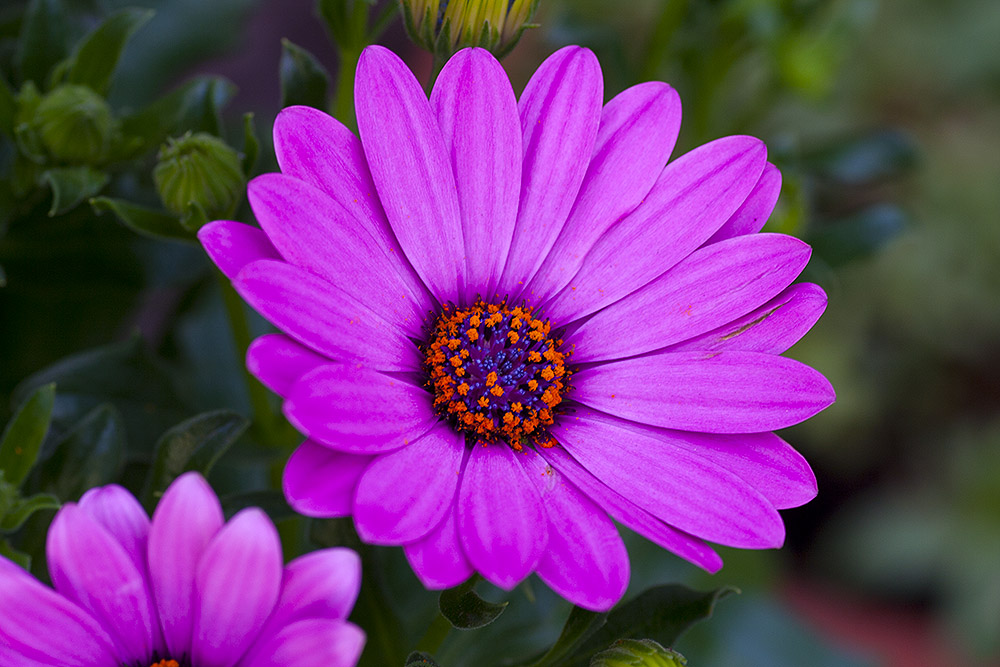 Bornholm Margeriten ( Osteospermum )