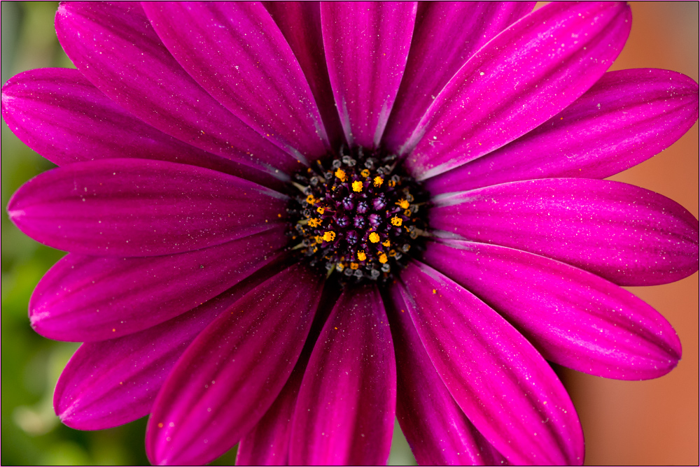 Bornholm-Marguerite