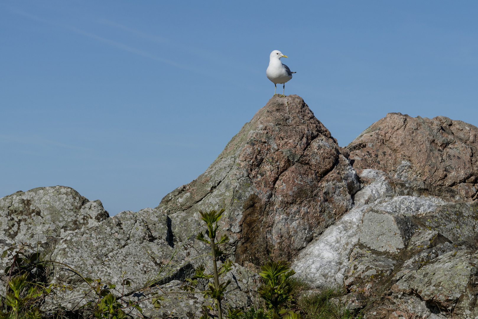 Bornholm, Möwe in Bolshavn