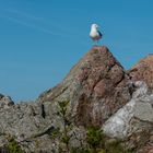 Bornholm, Möwe in Bolshavn