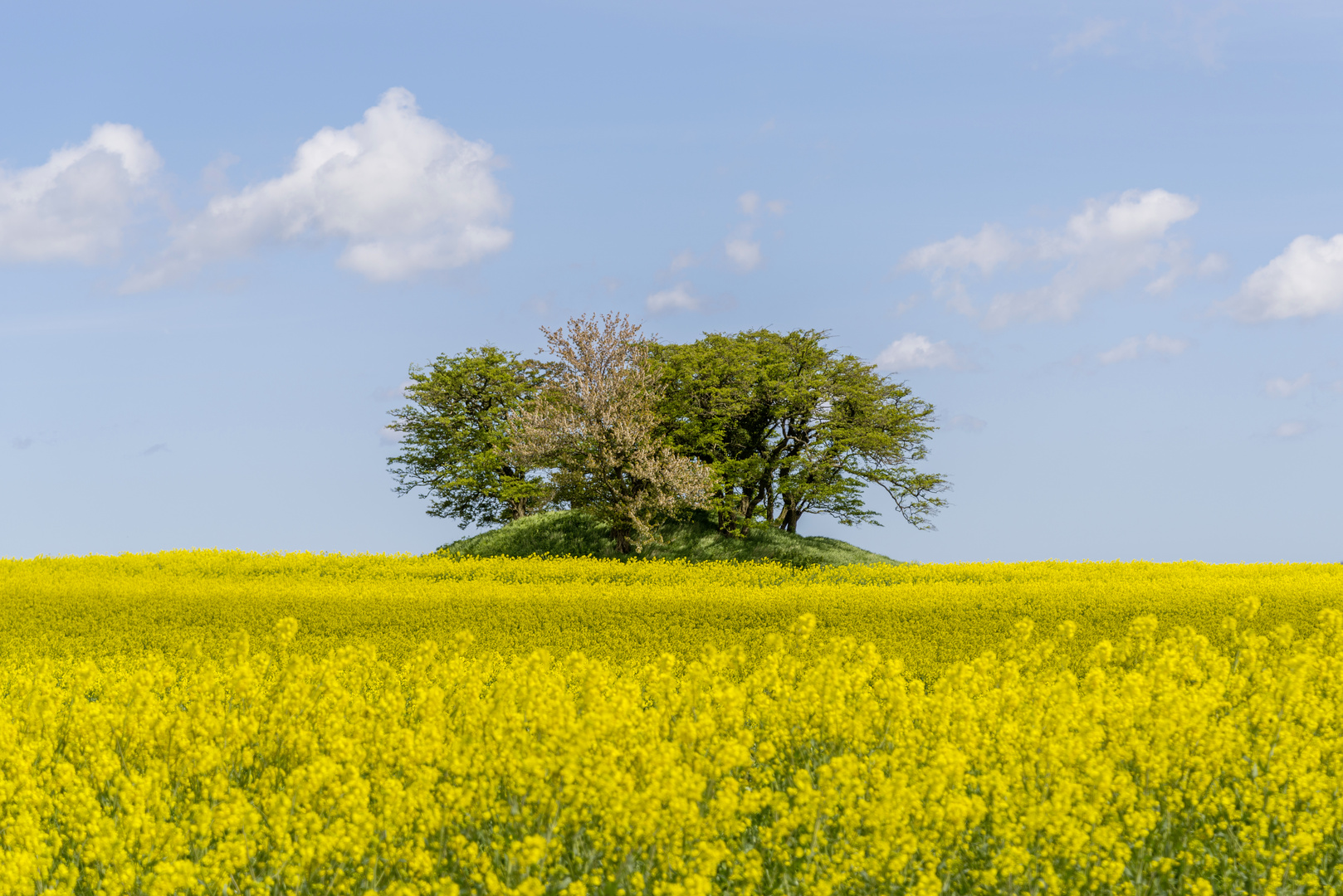 Bornholm, Rapsfeld