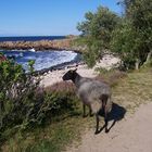 Bornholm - Sightseeing im Norden