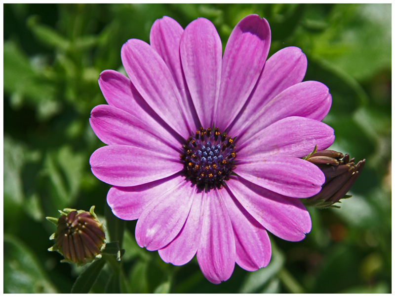 Bornholmer Margerite Foto & Bild pflanzen, pilze & flechten, blüten