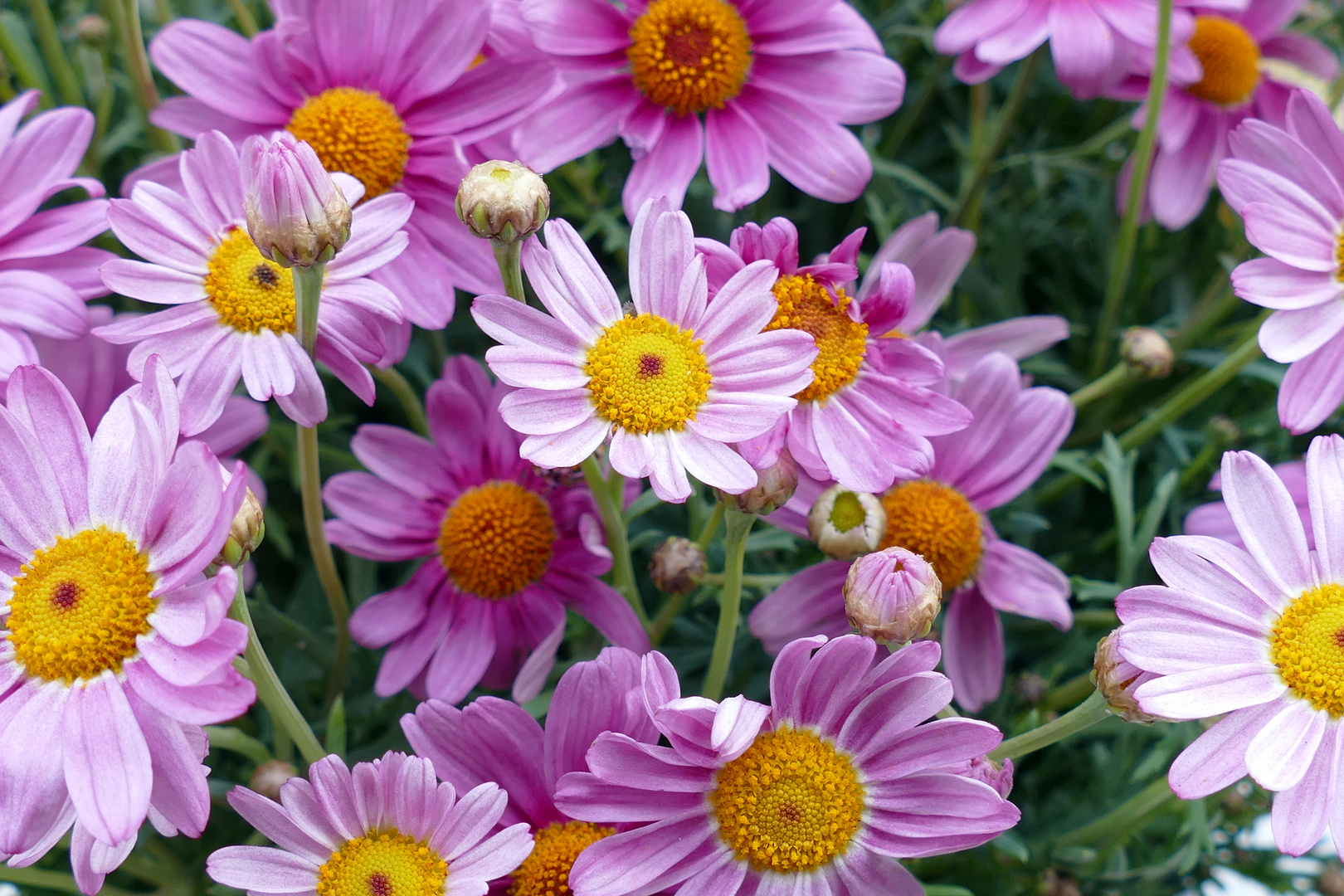 Bornholmer Margerite Foto & Bild natur, pflanzen, blüten