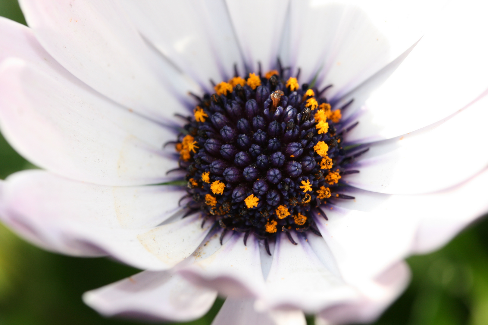 Bornholmer Margeriten Foto & Bild pflanzen, pilze & flechten, blüten