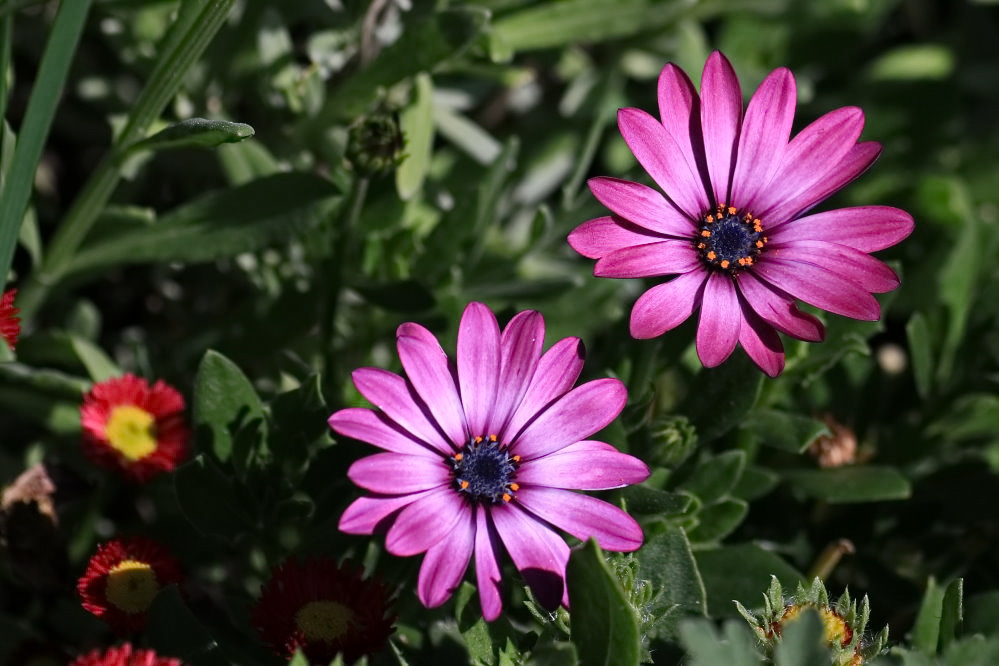 Bornholmer Margeriten Foto & Bild blumen, blüten, fotos, makro Bilder