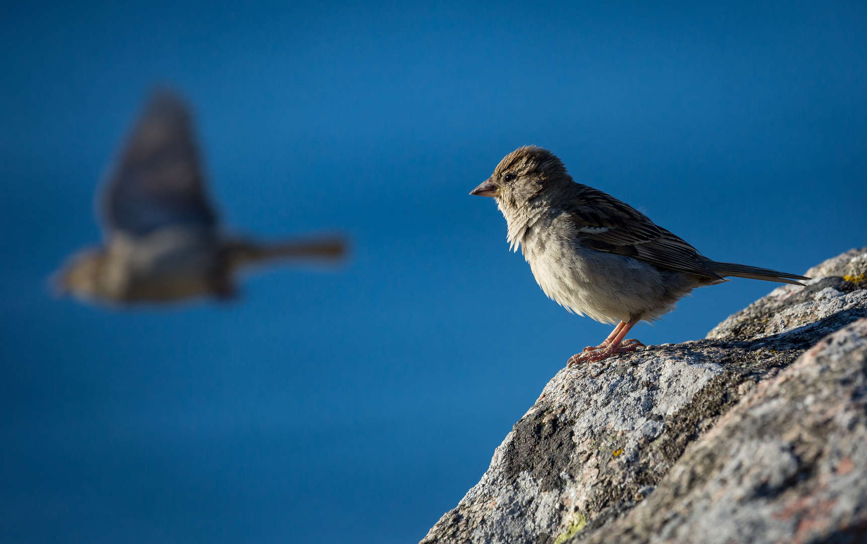 Bornholmer Spatz