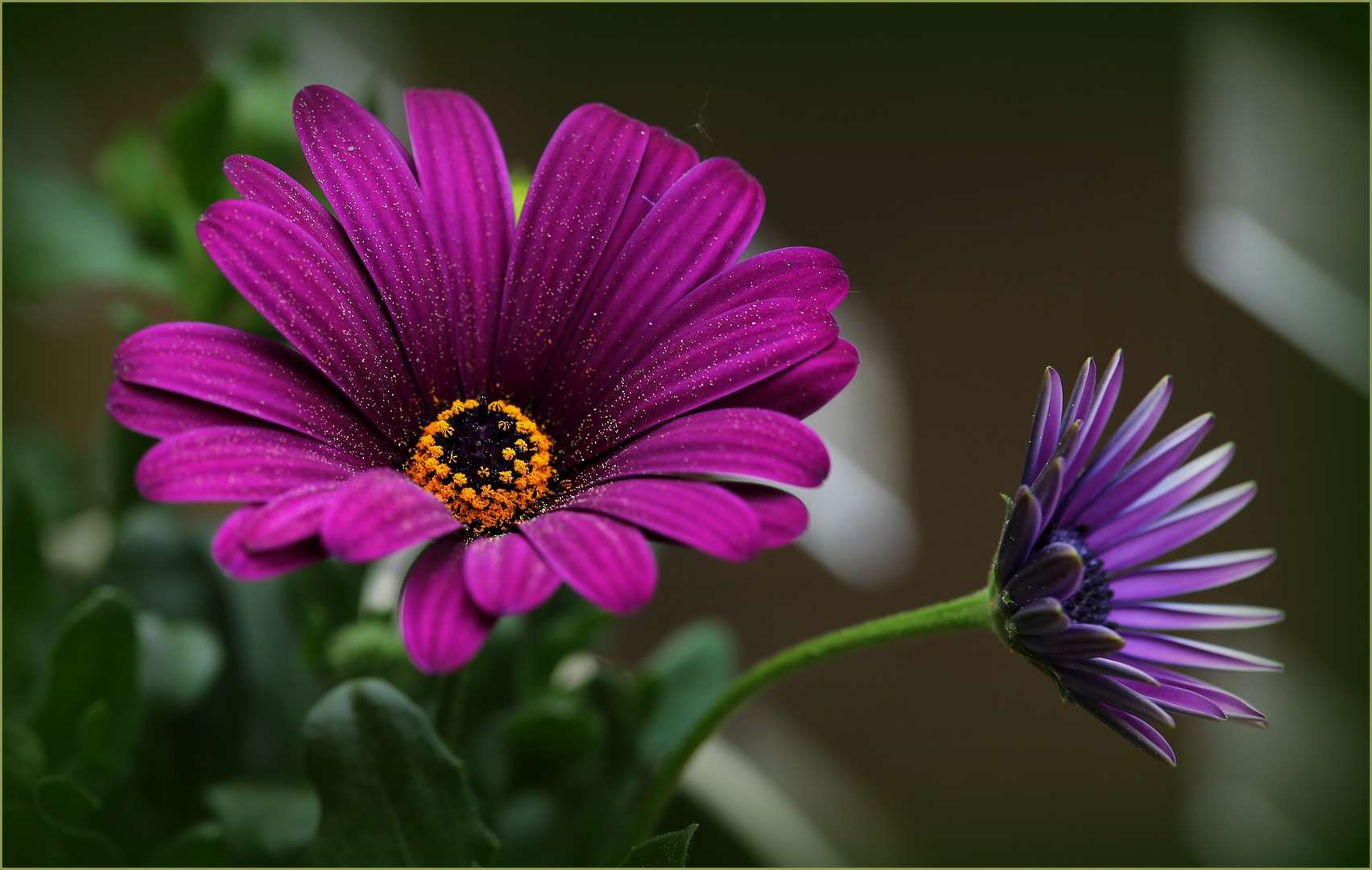 Bornholmmargerite (Osteospermum ecklonis)...