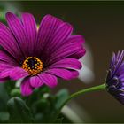 Bornholmmargerite (Osteospermum ecklonis)...