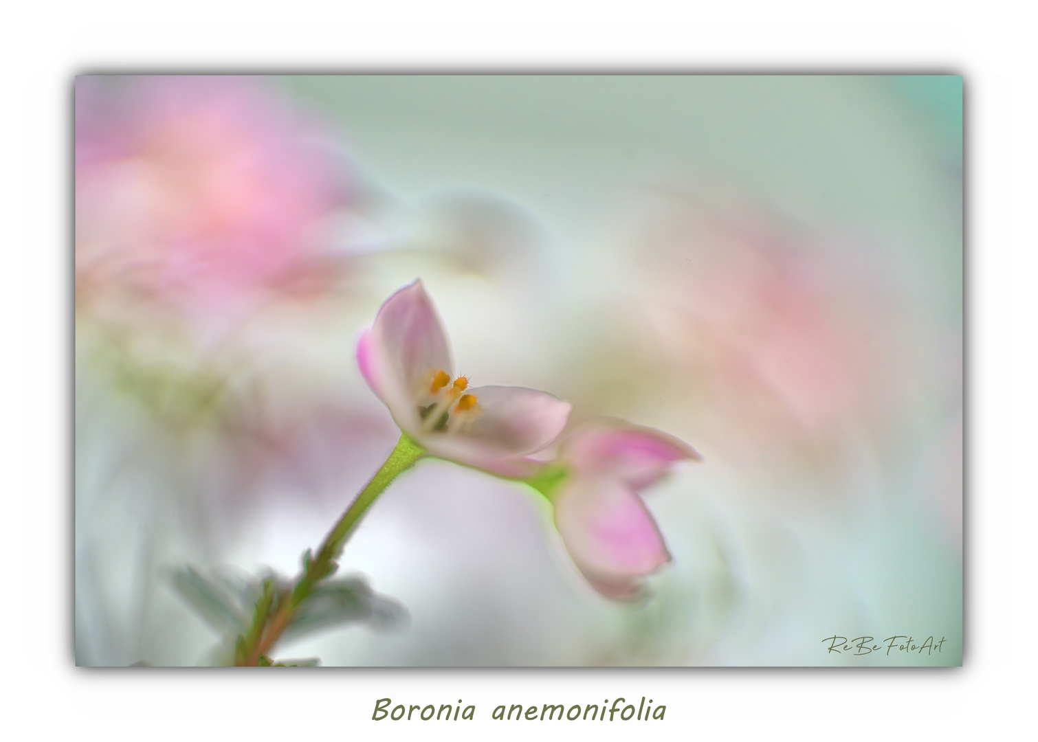 Boronia anemonifolia 2