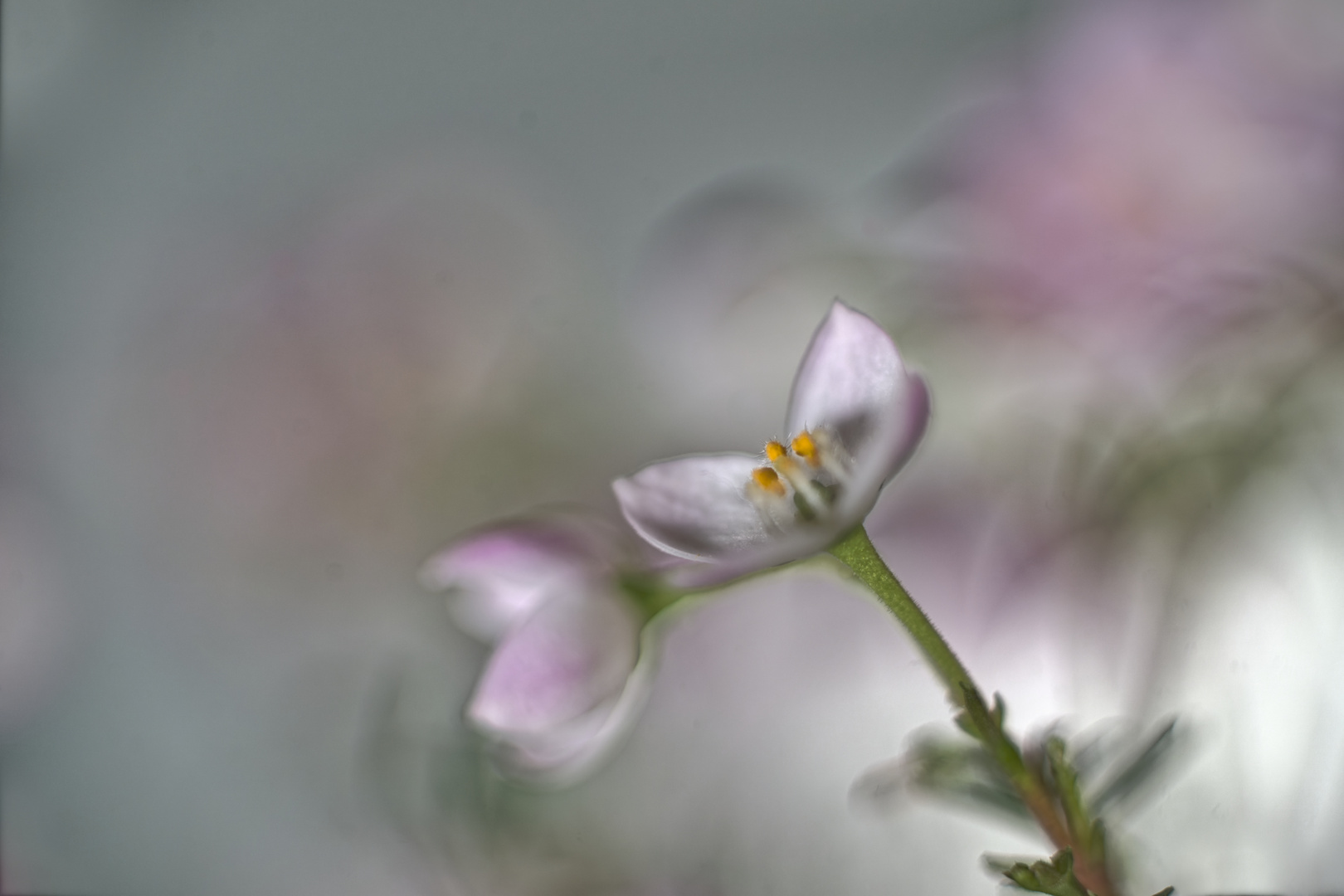 Boronia anemonifolia