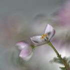 Boronia anemonifolia