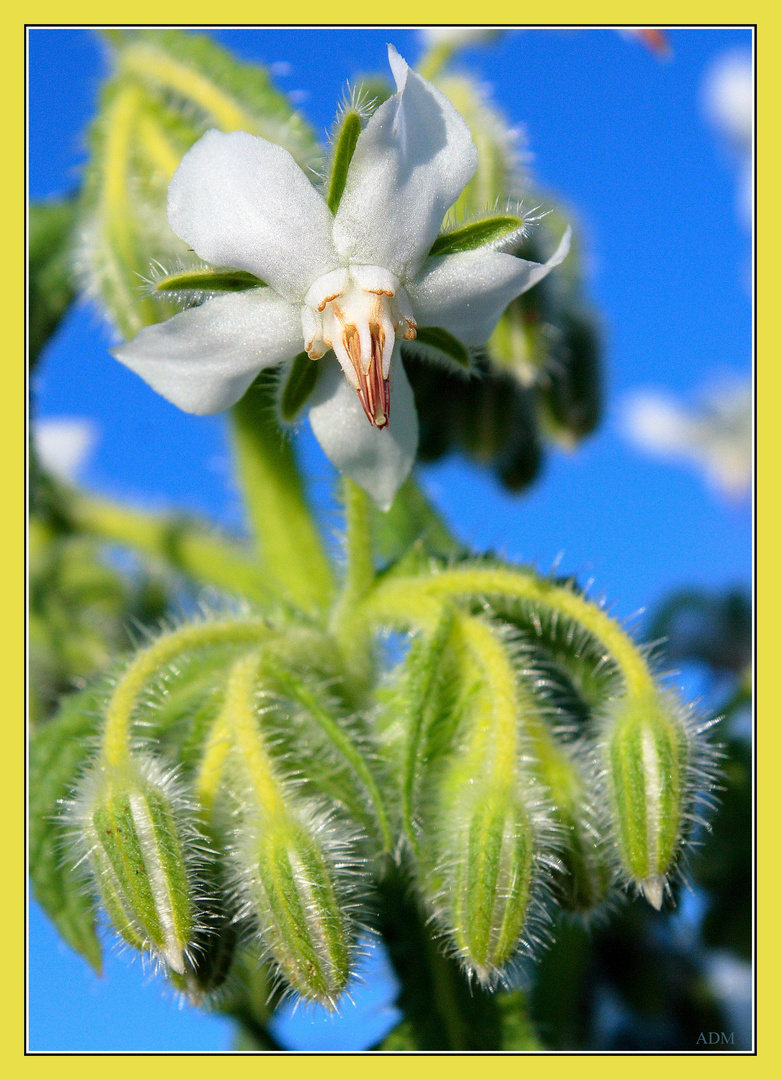 Borraja (Flor)